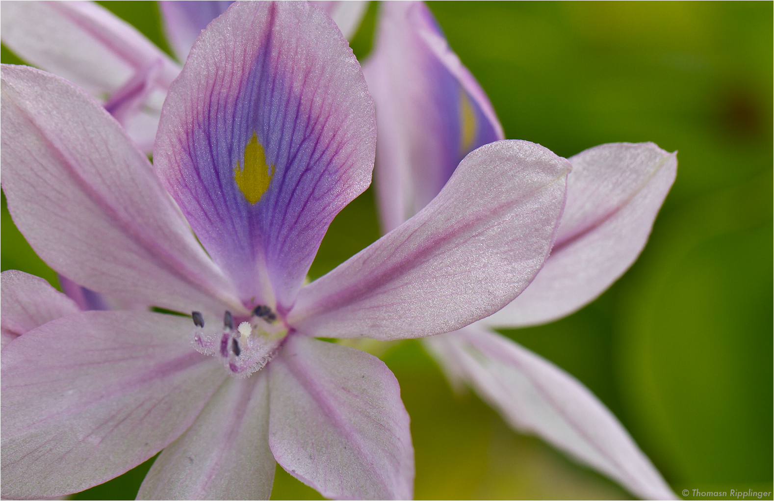 Wasserhyazinthe (Eichhornia crassipes)..