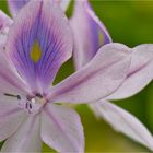 Wasserhyazinthe (Eichhornia crassipes)..