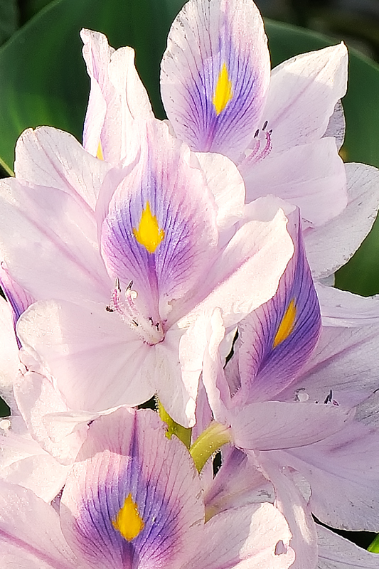 Wasserhyazinthe (Eichhornia crassipes) am Nil