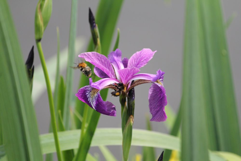 Wasserhyazinthe (Eichhornia crassipes)