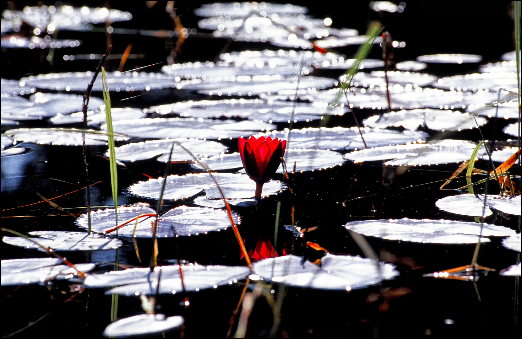 Wasserhyazinthen, Inle See, Shan Provinz, Myanmar.                                    