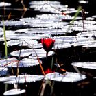 Wasserhyazinthen, Inle See, Shan Provinz, Myanmar.                                    