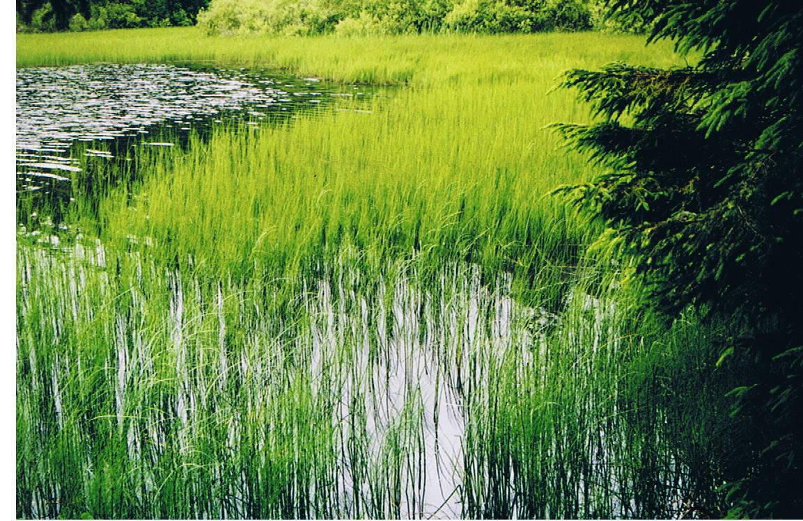 Wasserimpression in Grüntönen