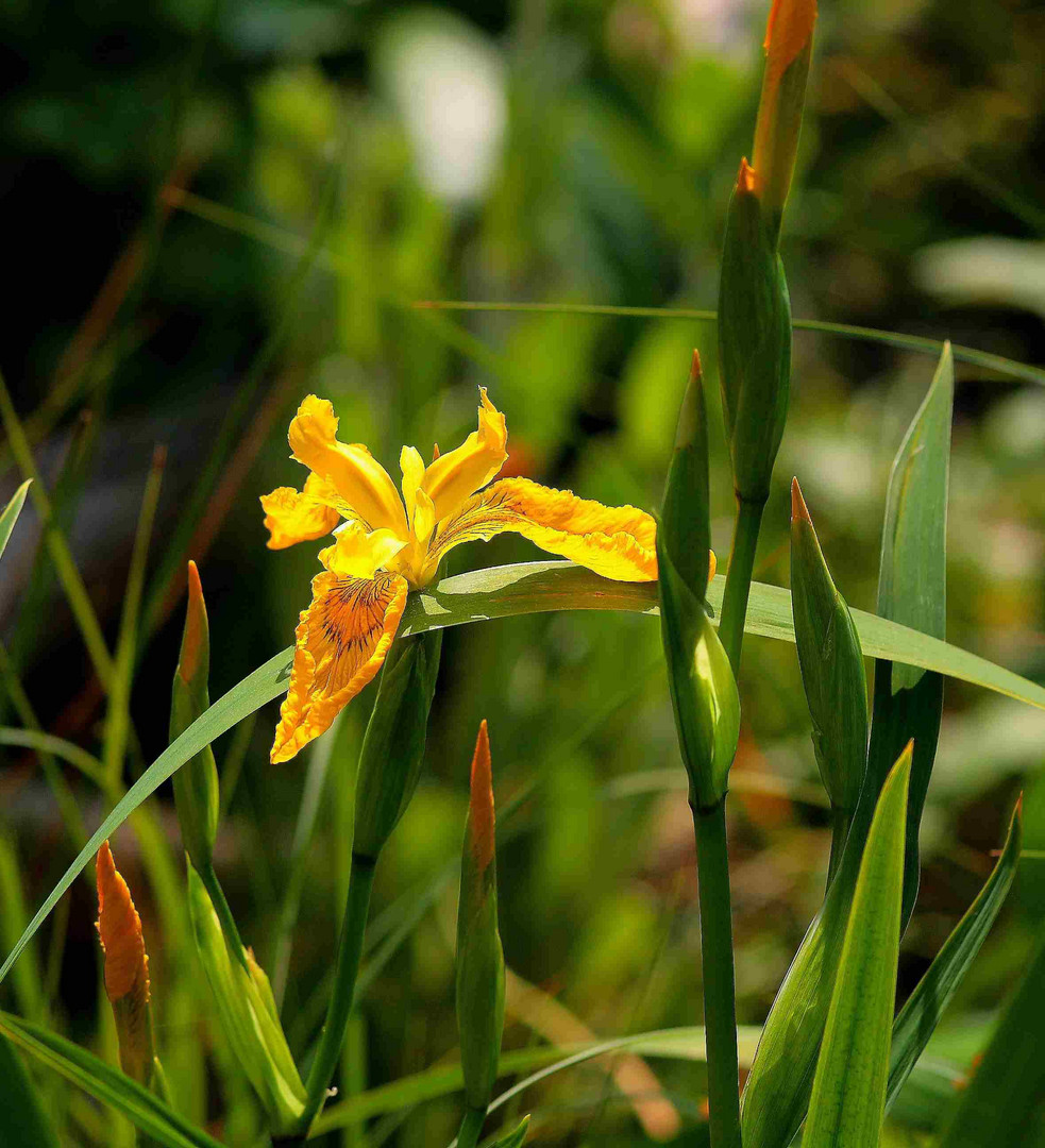 Wasseriris Berlin Tiger