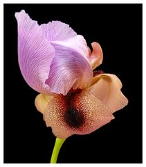 Wasseriris