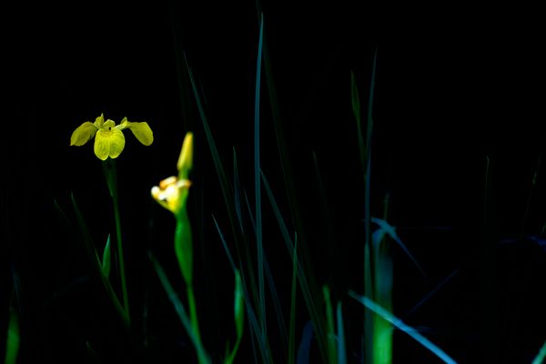 Wasseriris- Iris pseudacorus