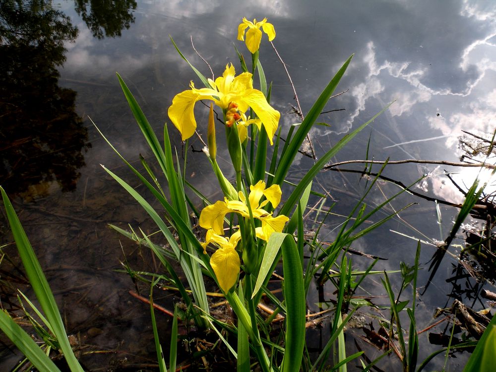 Wasseriris mit Spiegelung.