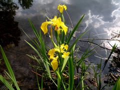 Wasseriris mit Spiegelung.