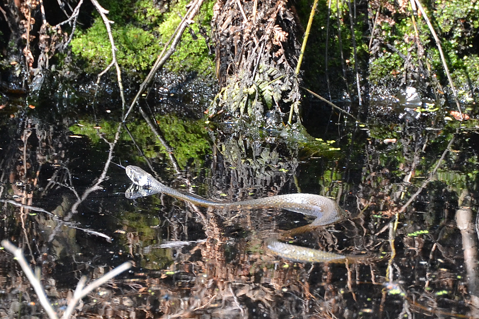 Wasserjäger