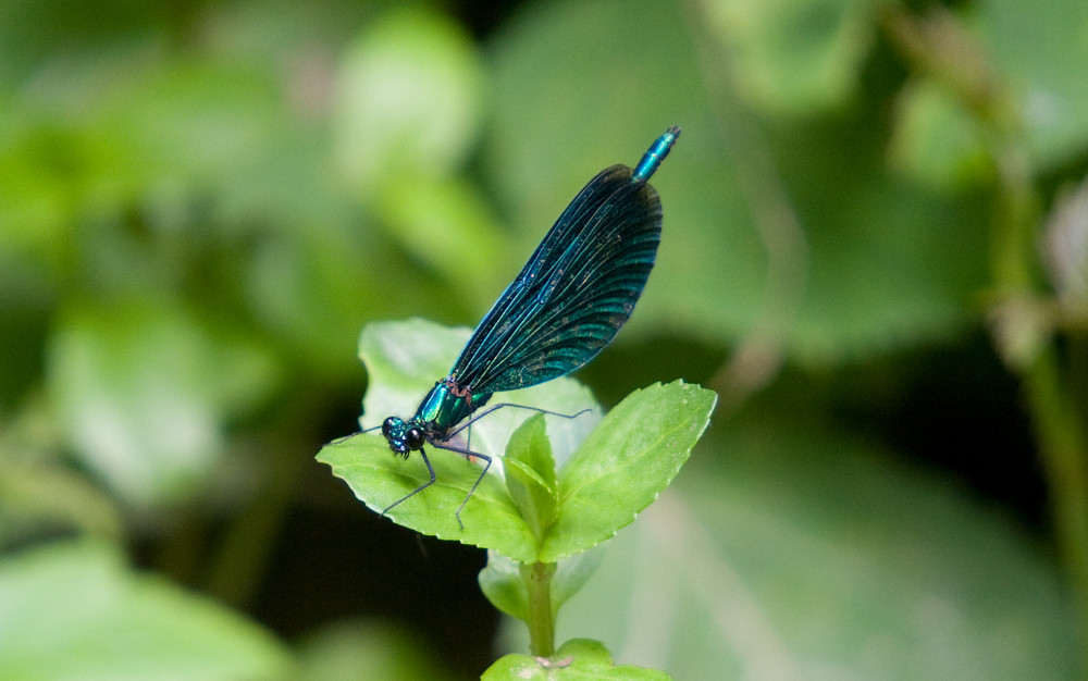 Wasserjungfer