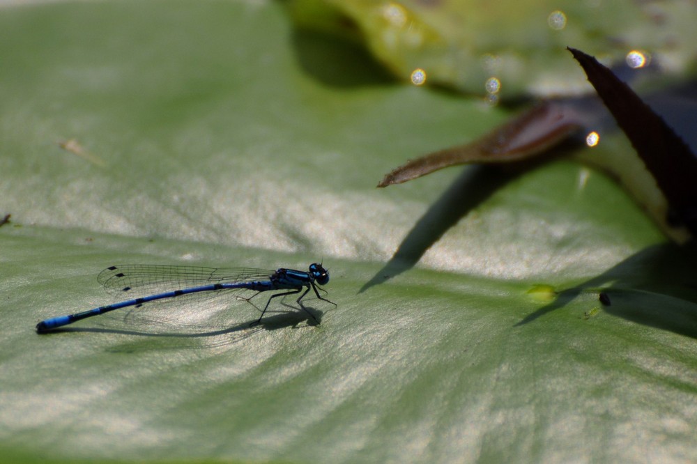 Wasserjungfer