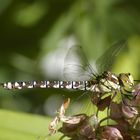 Wasserjungfer, Libelle