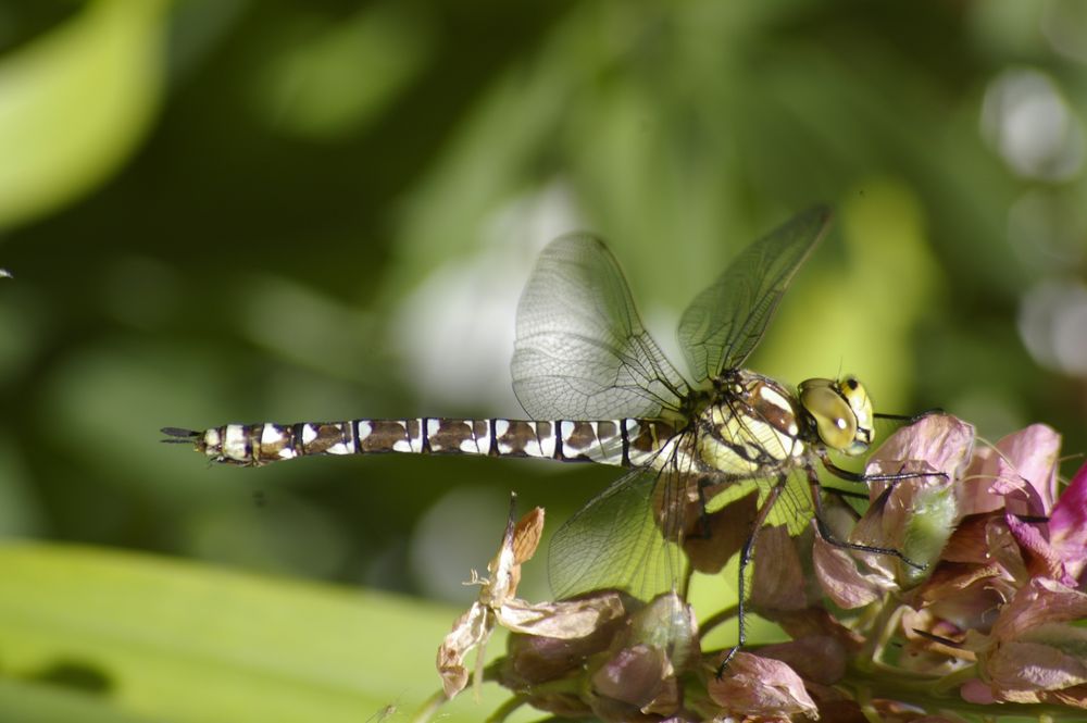 Wasserjungfer, Libelle