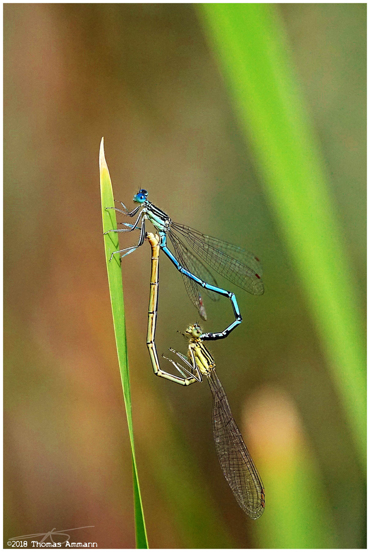 Wasserjungfer_Liebesrad#2_180527