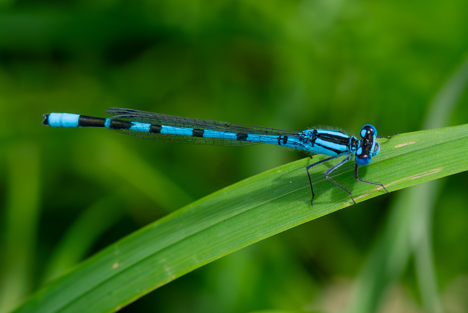 Wasserjungfern 