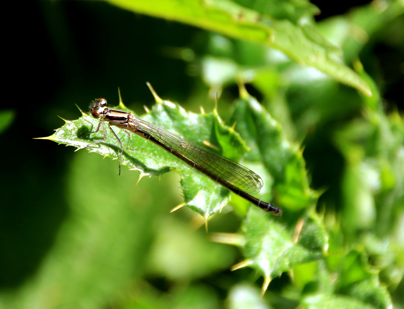 Wasserjungfern