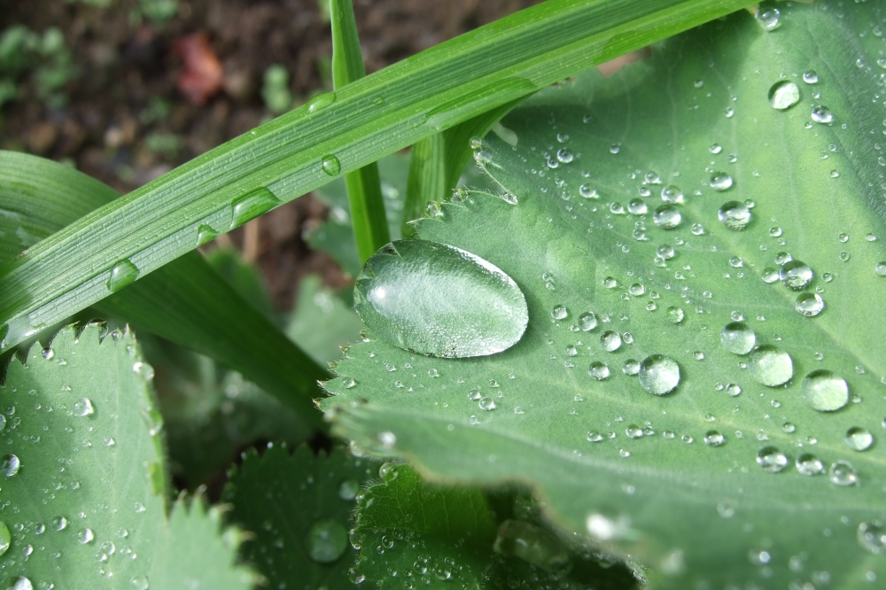 Wasserjuwel