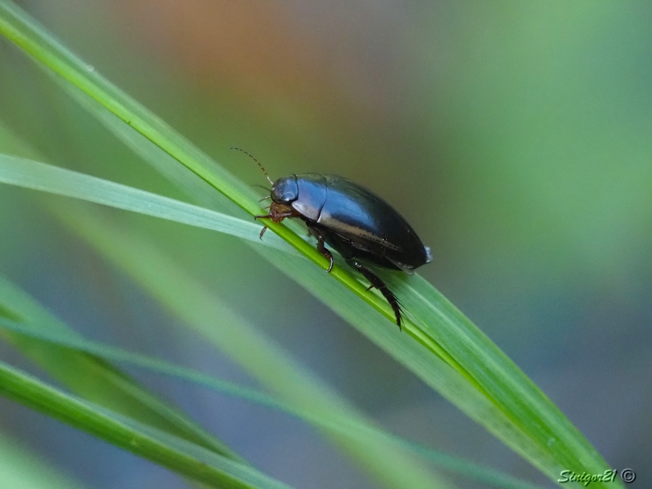 Wasserkäfer