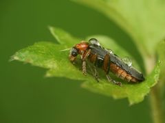 Wasserkäfer