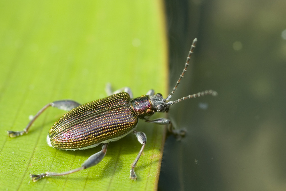 Wasserkäfer