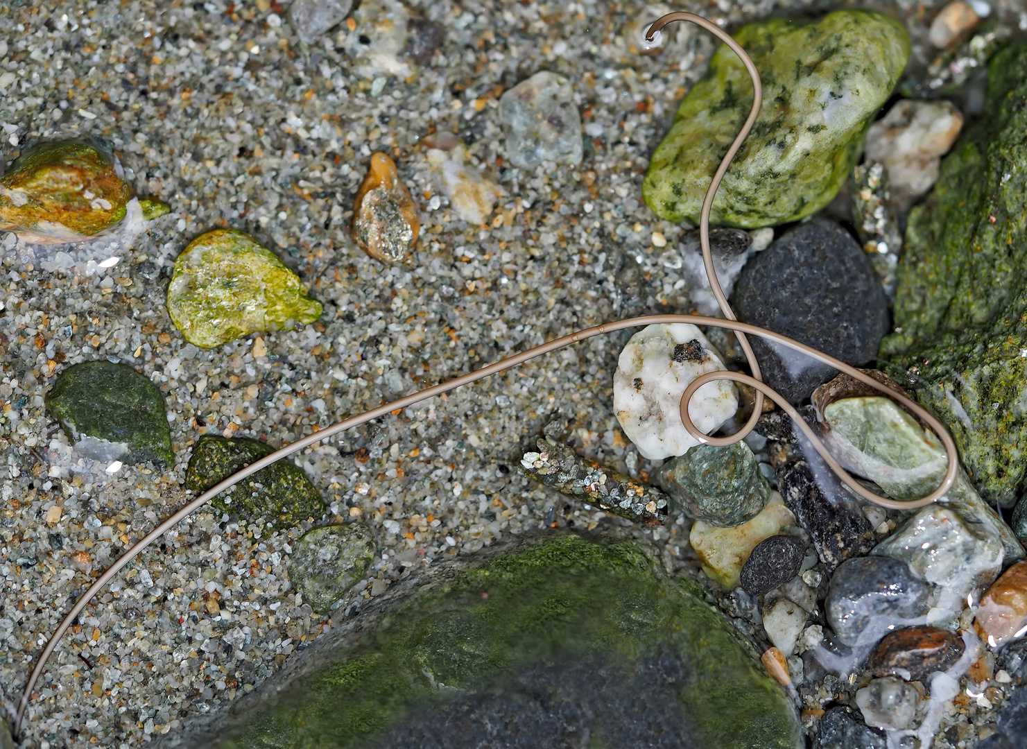 Wasserkalb: ein Saitenwurm im Bergbach!  -  Nematomorpha: comme un mini-serpent dans l'eau! 