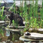 Wasserkater Tom und die Wasserschildkröte