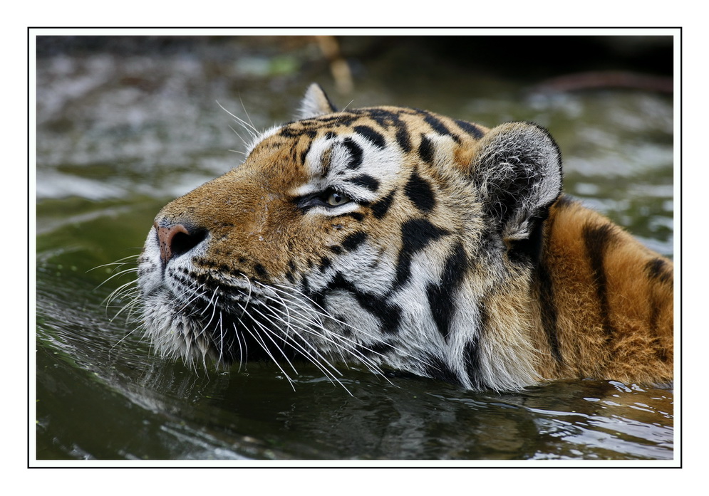 Wasserkatze Foto & Bild tiere, zoo, wildpark & falknerei, säugetiere