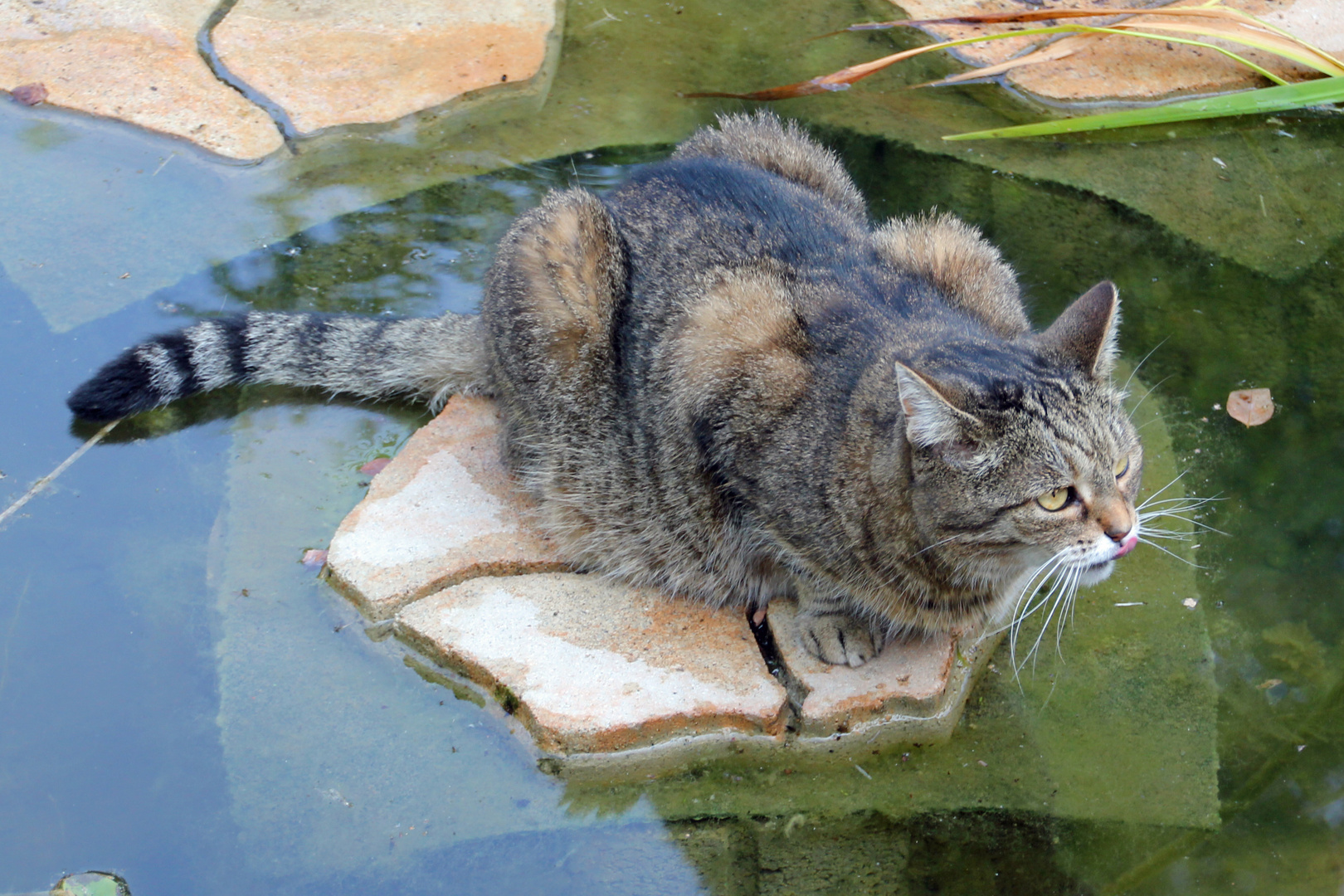 Wasserkatze