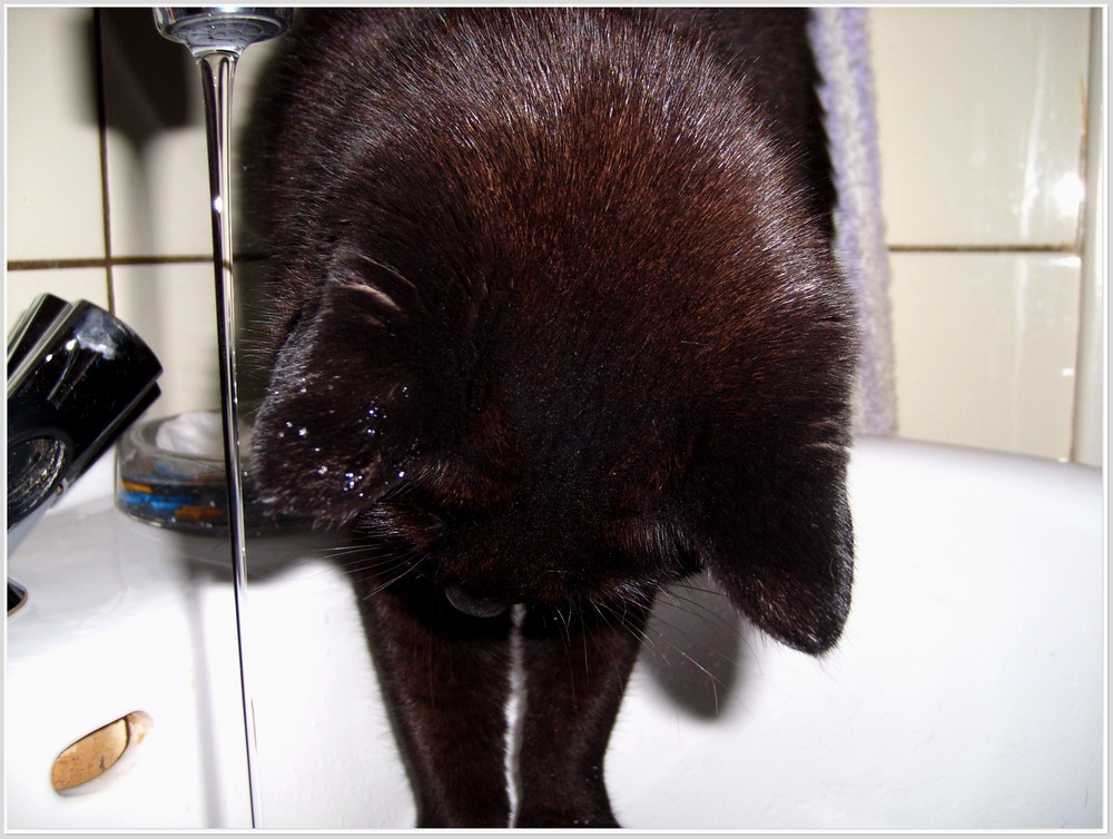 Wasserkatze 2