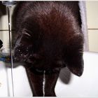 Wasserkatze 2