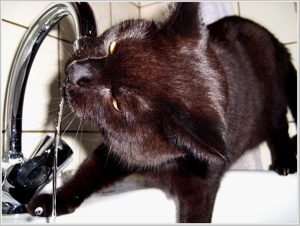 Wasserkatze 3