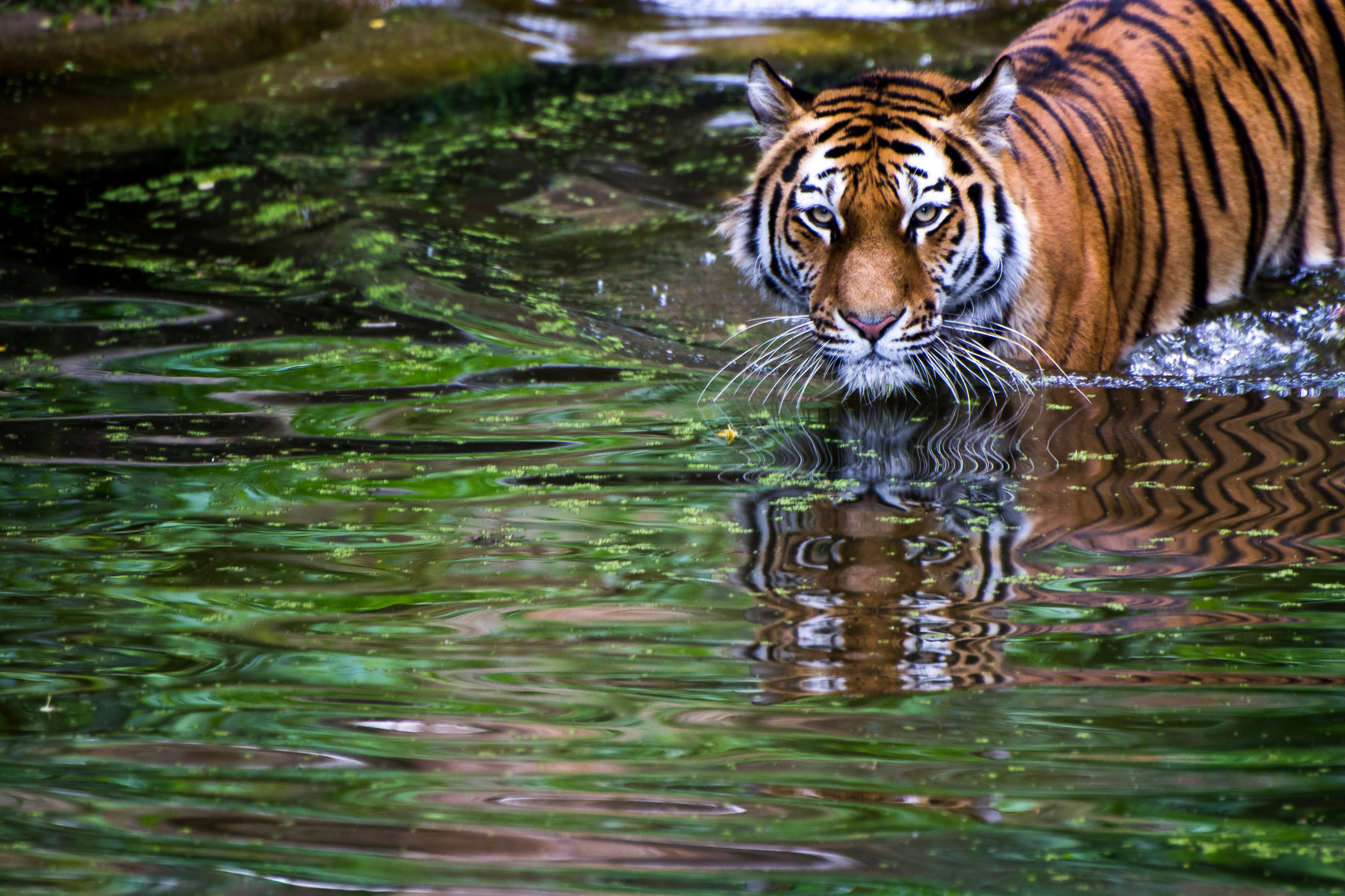 Wasserkatze