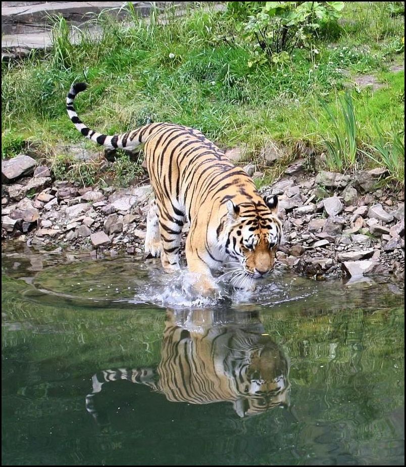 Wasserkatze