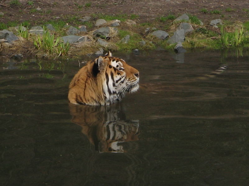 wasserkatze