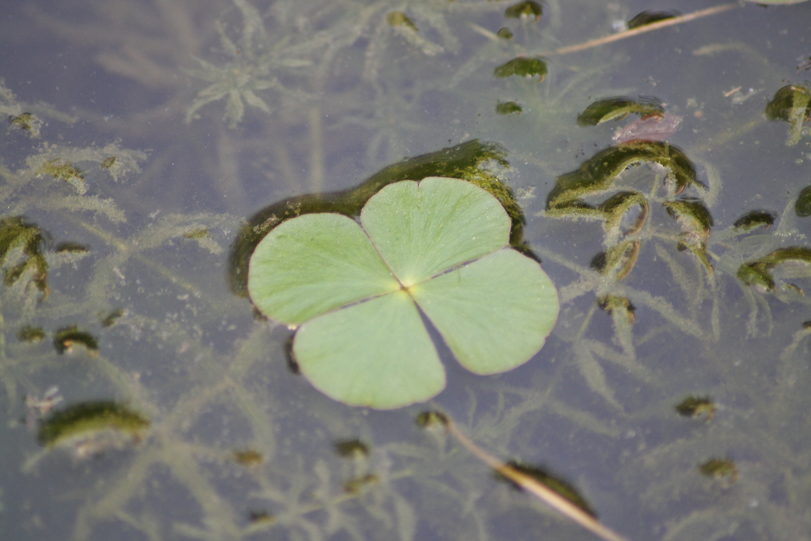 Wasserkleeblatt???