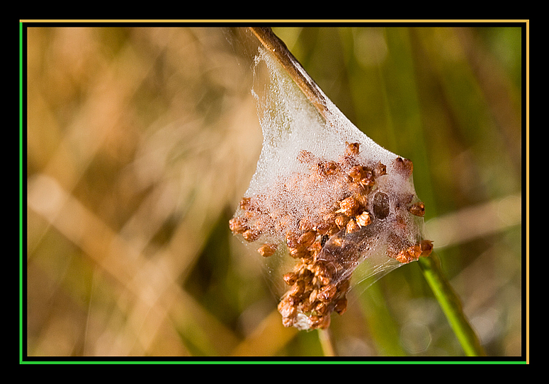 Wasserkleid