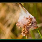 Wasserkleid