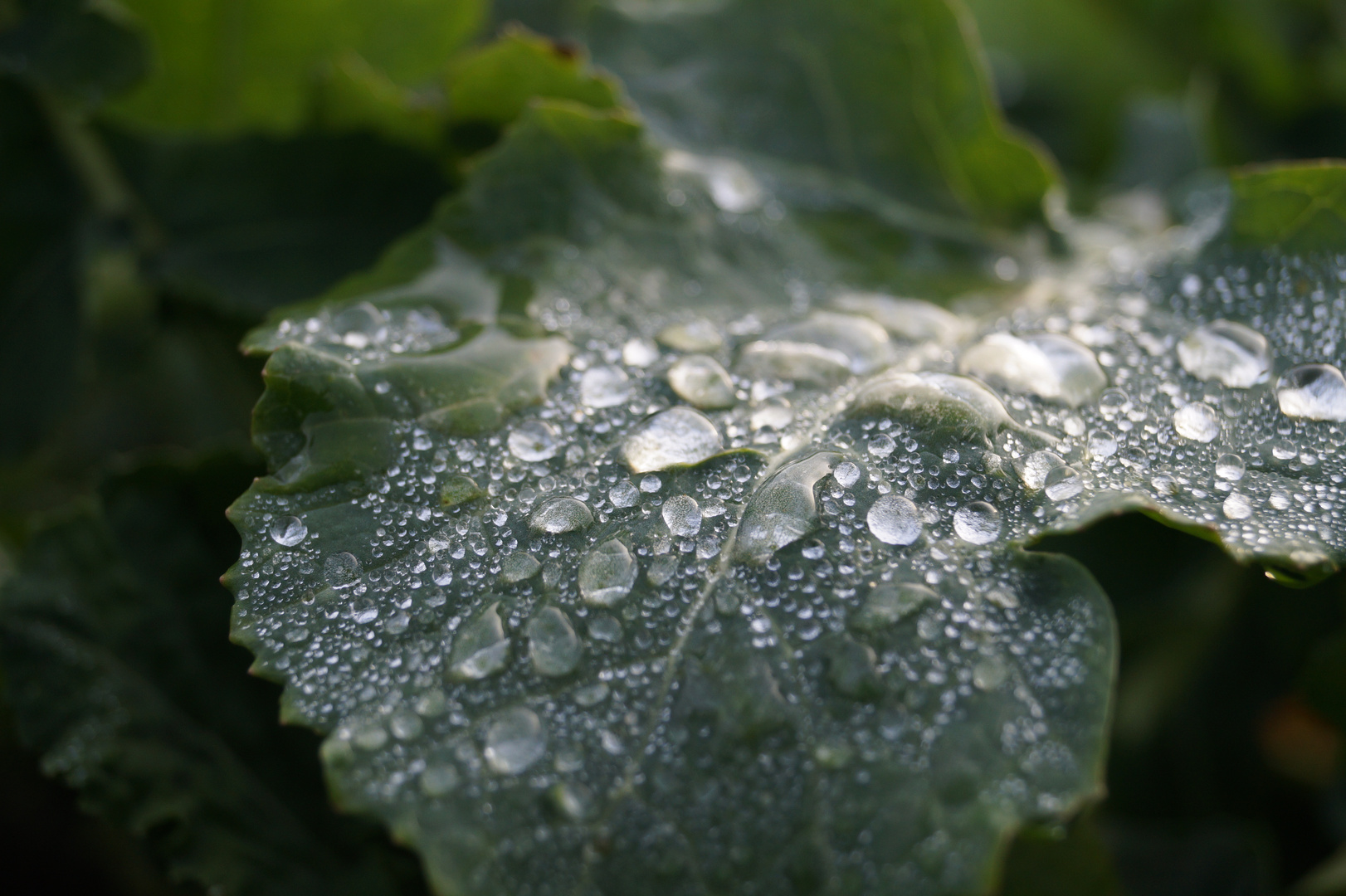 Wasserkohl