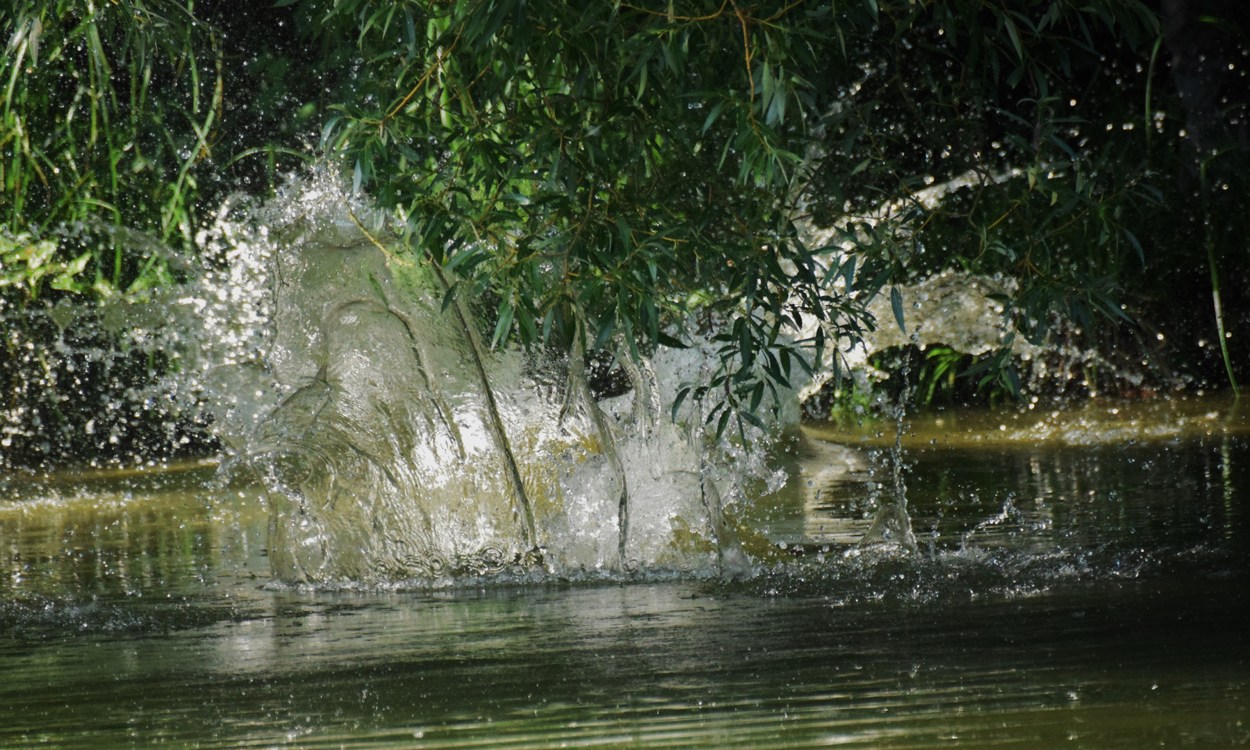 Wasserkrönchen