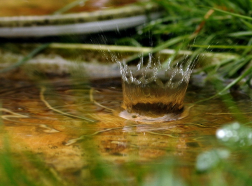 Wasserkrone