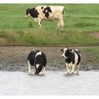 Wasserkühe in der Süderelbe !