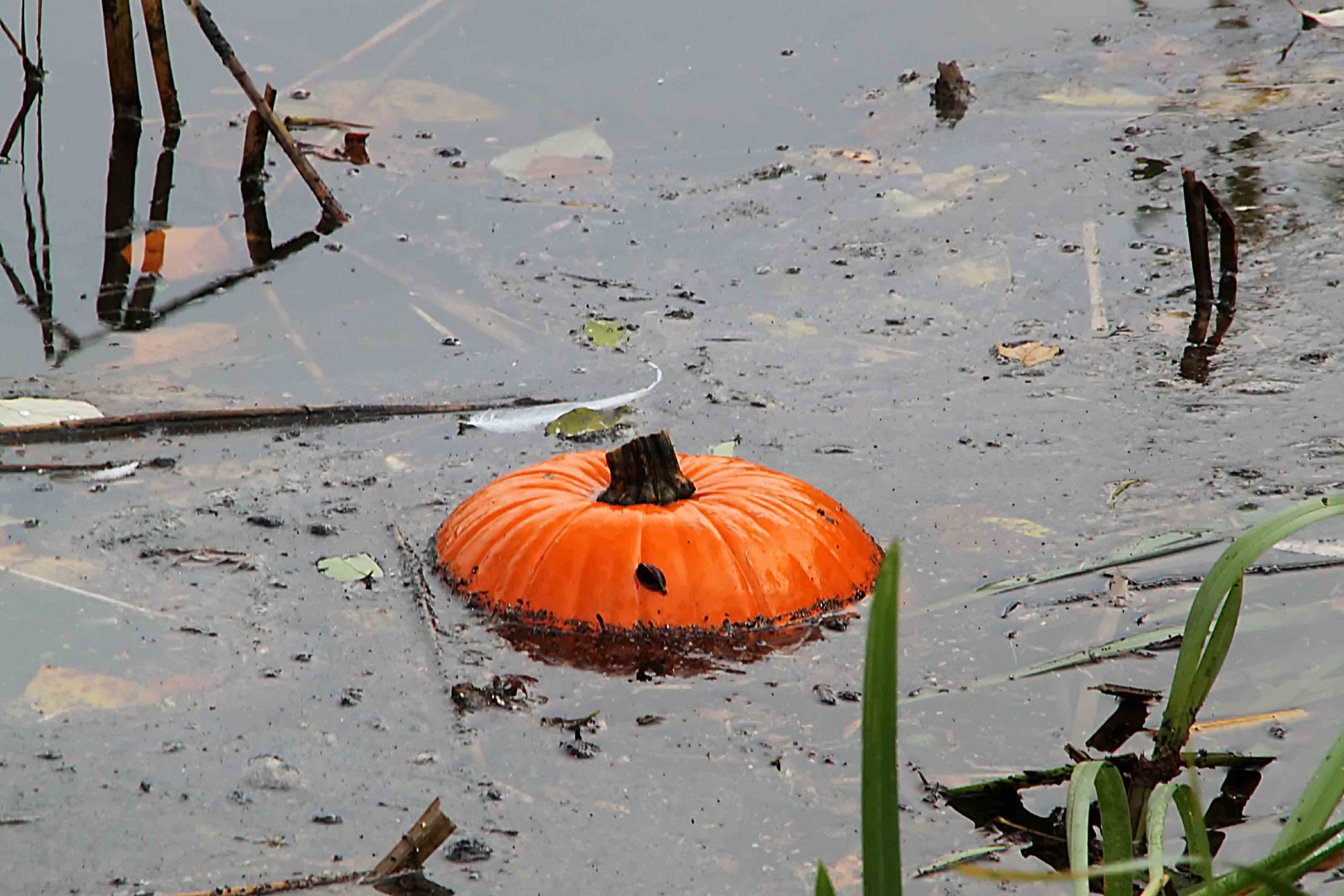 Wasserkürbis oder was?