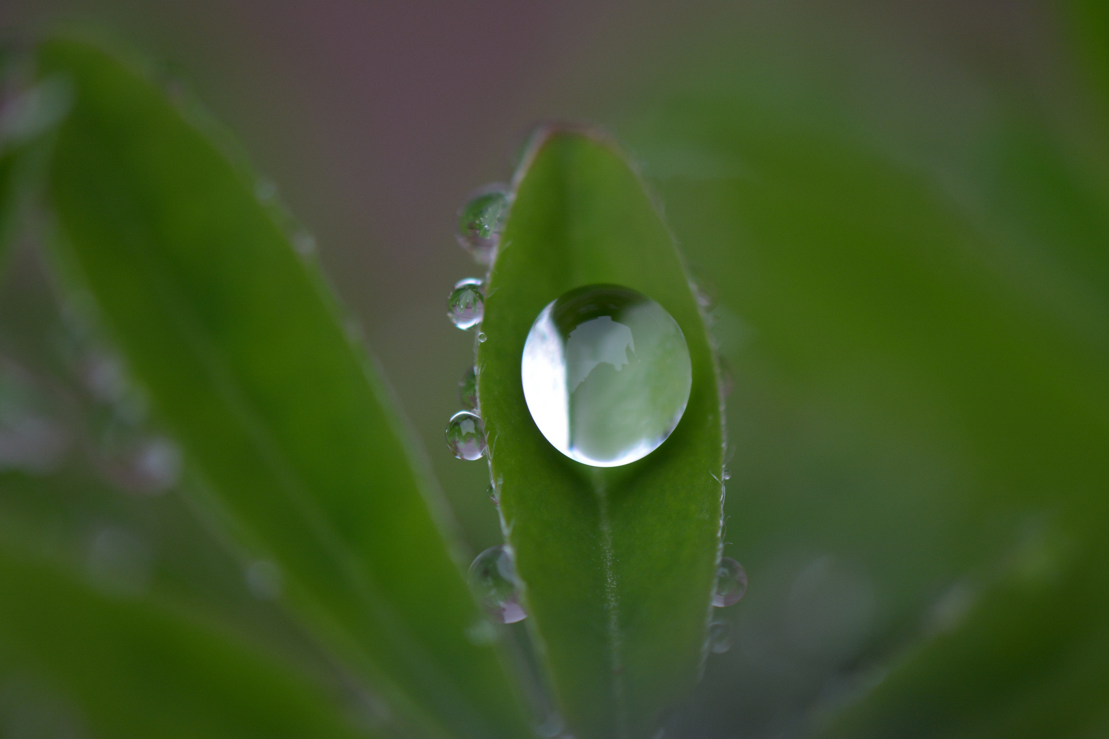 Wasserkugel auf Lupine