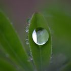 Wasserkugel auf Lupine