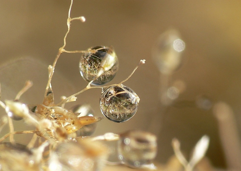 Wasserkugeln