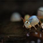 Wasserkugelspringer