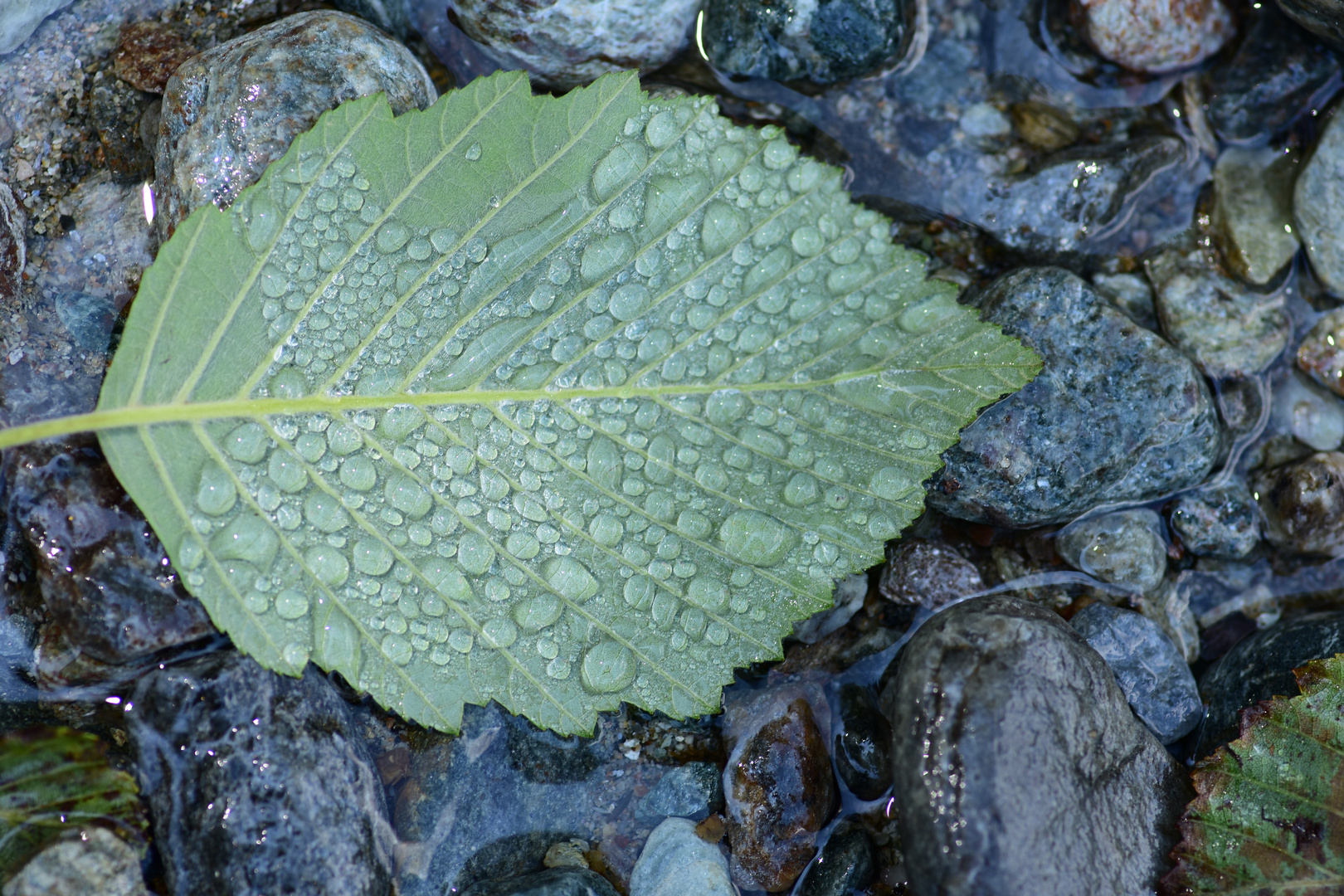 Wasserkunst