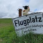 Wasserkuppe: Kein Landeverbot für Rhönschäfchen