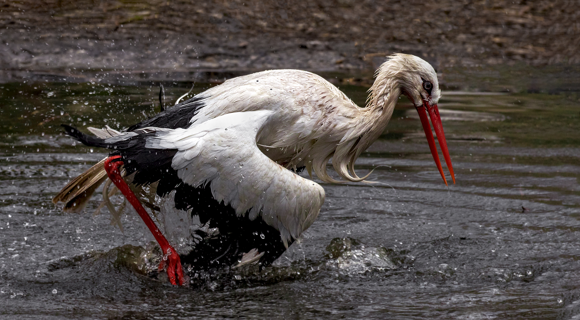 Wasserläufer 001