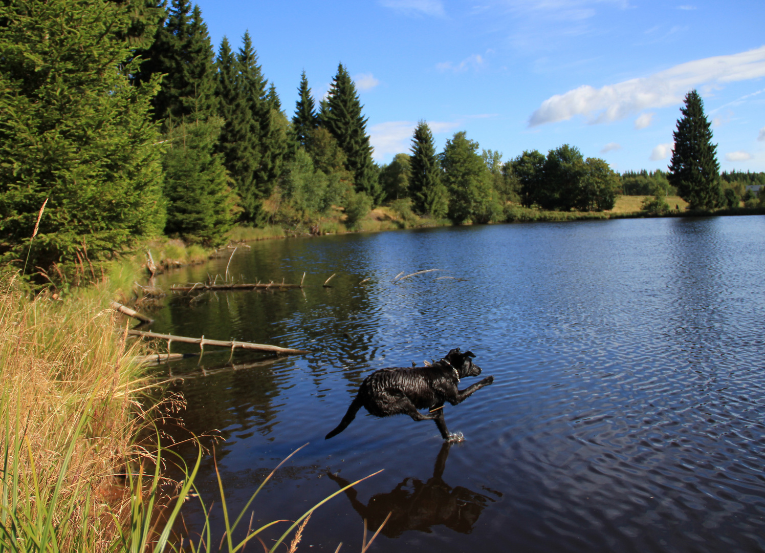 Wasserläufer